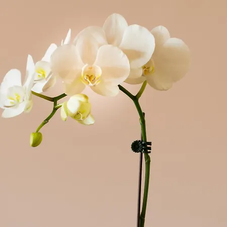 La Des Fleurs 4* Spa