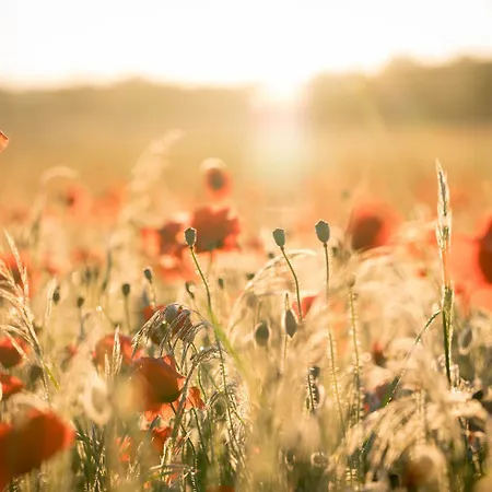 La Des Fleurs